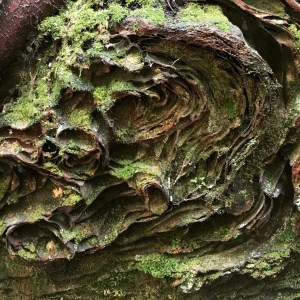 Red River Gorge Rush Ridge