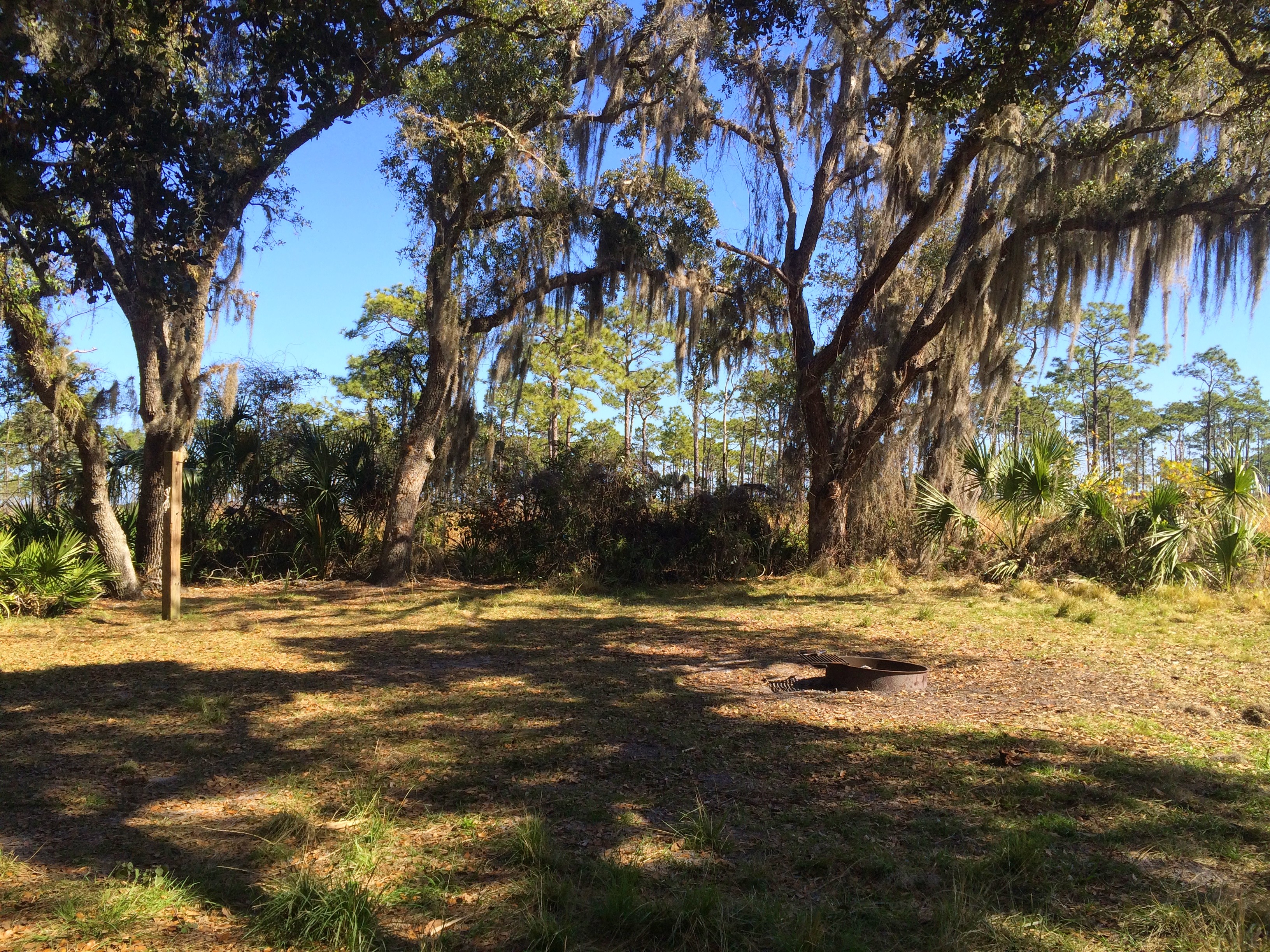 Sleeping Turtles, old Florida hammock